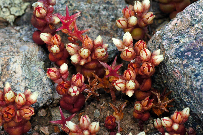 Sedum andegavense / Borracina d''Angi